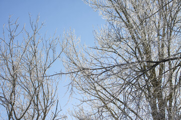 Fototapeta premium Delicate rime formation covers the branches and fine twigs of a deciduous tree. The bright winter sky creates a clean and refreshing seasonal composition.