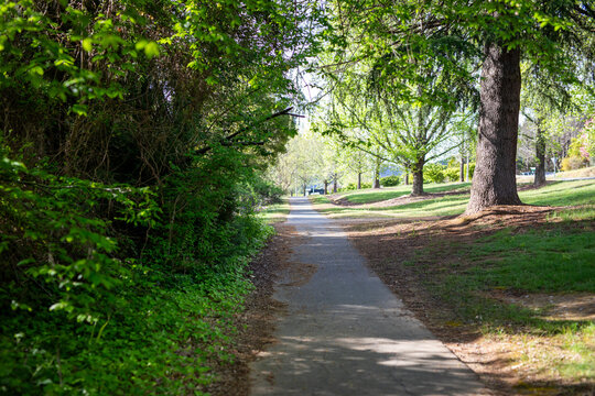 Serene Pathway Through Lush Green Forest Trees