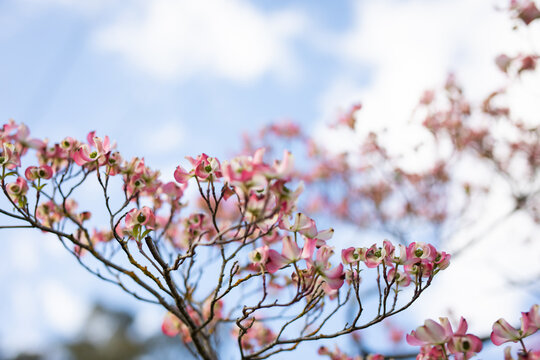 Beautiful Pink Dogwood Blossoms Against Blue Sky