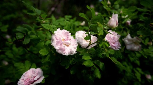 Delicate pink wild roses tremble gently under bright sunlight. Blooming flower bush showcases fresh spring blossoms and rich greenery while quiet park environment provides peaceful botanical view.