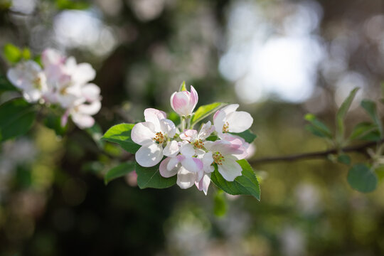 Beautiful Blossoming Flowers Springtime Branch Nature