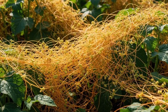 Yellow parasitic dodder plant grows over green crop leaves in field. Invasive Cuscuta campestris vine spreads through vegetation in nature. Wild weed plant attaches to host for survival in