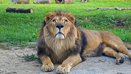 Majestic male lion with a large mane yawning and then relaxing in a zoo enclosure © Ruslan