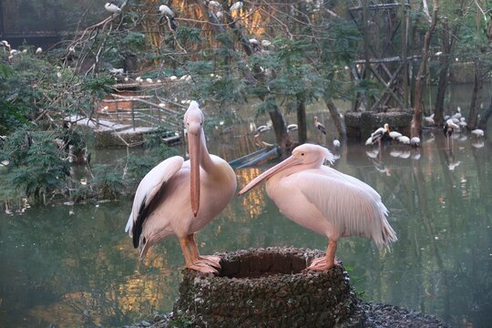 White pelican or dalmation pelican in the bird sanctuary