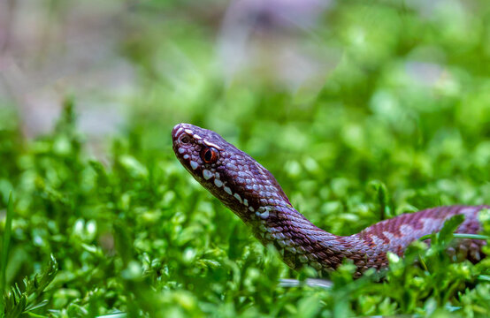 Close-up of a common European adder (Vipera berus) in green grass. Venomous European viper lifting its head in a grassy field. Side view portrait of a wild common adder snake