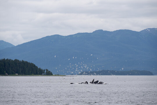 A pod of humpback whales breaching as they feed on krill and fish while sea gulls circle in hopes of finding a meal.