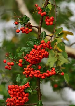Orange Beeren im Herbst im Kurpark Oberlaa, vertikal