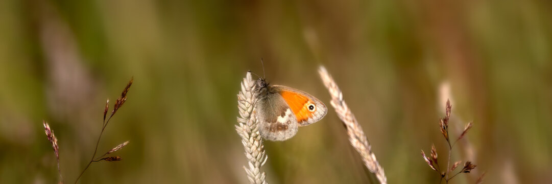 Panorama showing underwing view of Meadow Brown butterfly (Maniola jurtina) in grassland in summer