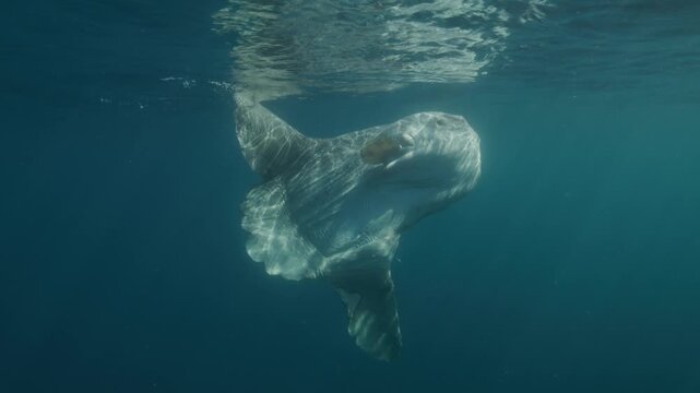 Mola mola, sunfish in the blue waters of the open ocean
