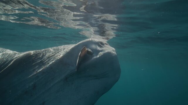 Dreamy giant sunfish, mola mola, swimming in the open ocean
