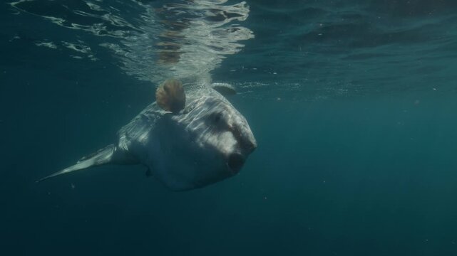 Sunfish, mola mola swims in the deep ocean