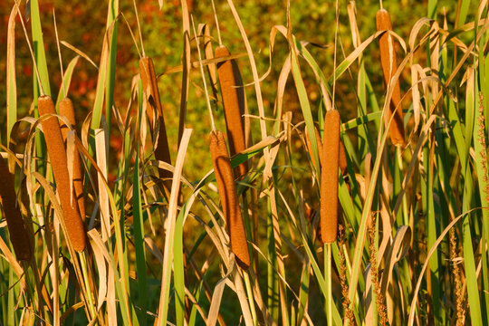 Mature cattails rising among dense reeds and drying leaves, glowing in warm late-season sunlight