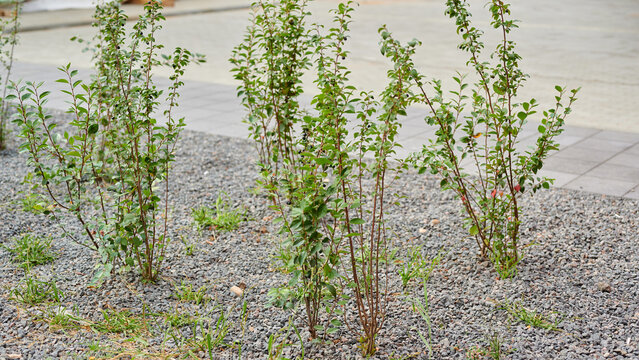 Small green shrubs growing in a gravel garden bed outdoors