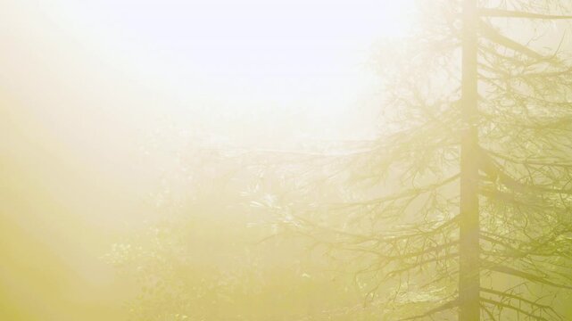 Golden light floods a misty forest as dawn approaches. Trees stand tall, their silhouettes softened by the hazy atmosphere, creating a serene and magical moment.