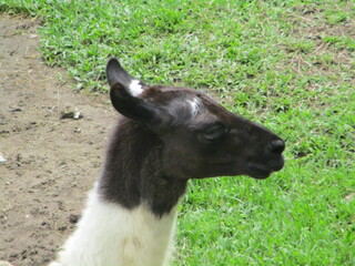 Close up head portrait of a black and white llama standing outdoors near green grass, cute farm animal in a zoo setting. © Tsan