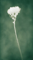 Naklejka premium Elegant white flower on green background, perfect for mobile wallpaper.