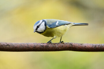 blue tit on branch © smirs