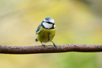 blue tit on branch © smirs