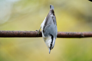 blue tit perched on a branch © smirs