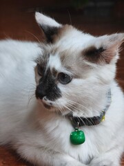 cat on white background © Zainal