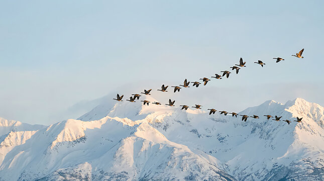 A large flock of migratory birds flying in a v formation over snow covered mountain peaks