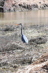 Fototapeta premium Grey heron standing near the water on a natural riverbank surrounded by dry grass and vegetation in its natural habitat.