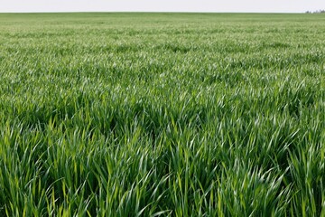 Naklejka premium The Grass Field Under Bright Sunlight on an Open Horizon