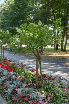 Hydrangea paniculata Rispenhortensie Schirmform in einer Parkanlage in Druskininkai Litauen