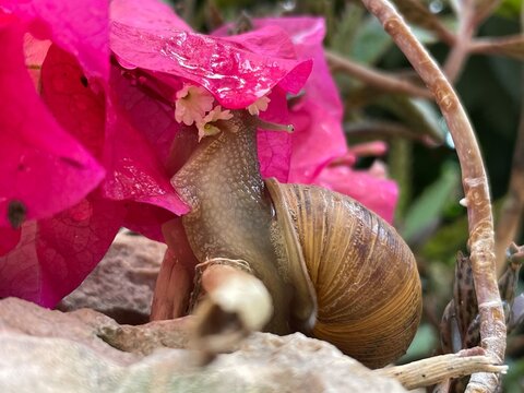 A snail eating a flower on a rock after it rained