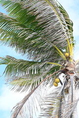 A beautiful green palm © Stiven