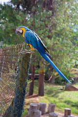 Blue and Yellow Macaw Perched on a Wire Fence © Daniel