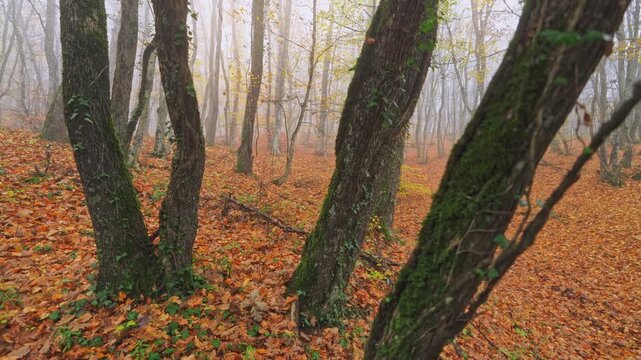 Smooth truck left motion capturing misty autumn forest landscape with orange foliage. Cinematic dolly shot provides dramatic parallax view of tree trunks for design element.