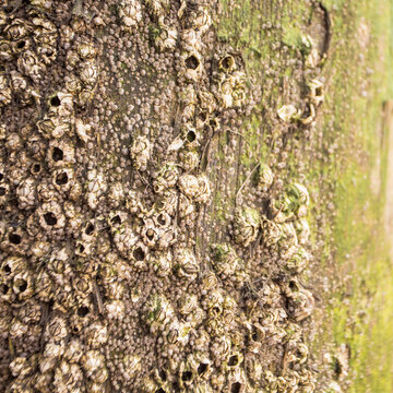 Close up of a wooden surface with barnacles stuck to it.
