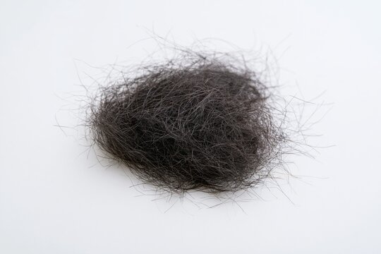 The Hair Tuft Closeup Showcasing Dark Fuzzy Clump Of Strands And Texture
