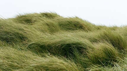 Naklejka premium Dense wild grass meadow flowing in wind on rolling terrain
