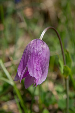 It is a bulbous plant belonging to the lily family (Liliaceae) and is popularly known as the "inverted tulip" (or *Fritillaria persica*&mdash;recognized by its purple hues&mdash;or one of the *Fritillaria* specie