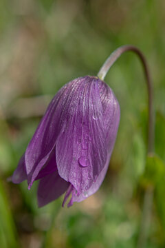 It is a bulbous plant belonging to the lily family (Liliaceae) and is popularly known as the "inverted tulip" (or *Fritillaria persica*&mdash;recognized by its purple hues&mdash;or one of the *Fritillaria* specie