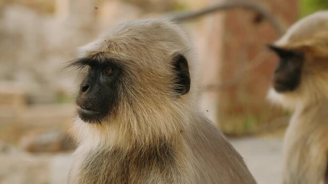 Close up of hanuman langur monkey looking around in a natural outdoor setting in india