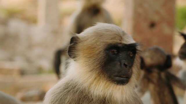 Close up of gray langur monkey observing its surroundings