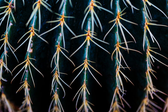 Golden barrel cactus, Echinocactus grusonii, close up of the spines and ridges on this round cactus.