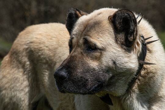 A typical Kangal dog (Anatolian Shepherd Dog) is featured in a close-up profile shot, displaying its characteristic black-masked face and ears. 