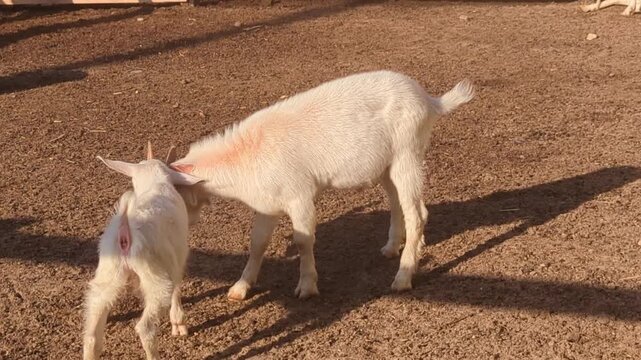 white goat mother playful butt heads with her small kid on a dirt paddock in a farm under bright sunlight