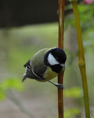 Great tit bird perched on vertical twig, close up © k49red