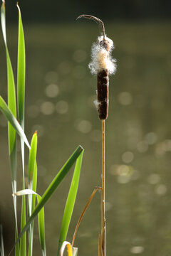 Fluffy cattail reed on wetland shore, close up