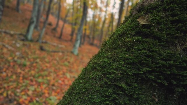 Beautiful autumn forest landscape displays deep mossy tree trunk with colorful foliage. Steadycam diagonal dolly shot with rack focus serves as cinematic b-roll asset for video design element.