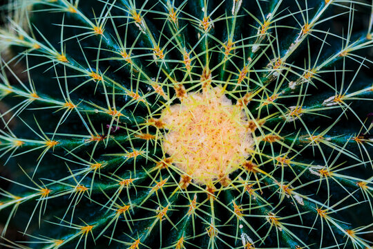Golden barrel cactus, close up of the cactus plant structure and colouring.