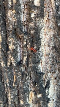 Two red firebugs crawling towards each other on a textured tree bark background.