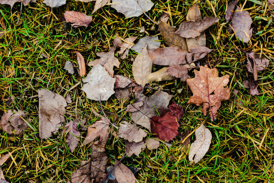 Fallen autumn leaves on grass, dried leaves of autumn on the ground.