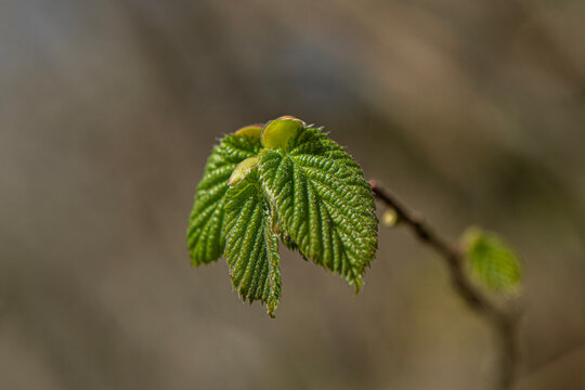 Fresh green leaves just beginning to unfurl can be seen at the tip of a slender branch; these are fresh leaf buds that have just started to burst open during the spring season.