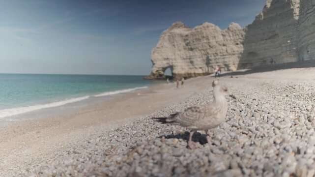 A seagull stands in close up before the rocky Etretat coastline with bright sun and moving sea waves behind capturing a peaceful seaside moment in northern France